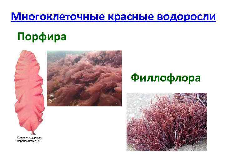 Многоклеточные красные водоросли Филлофлора 