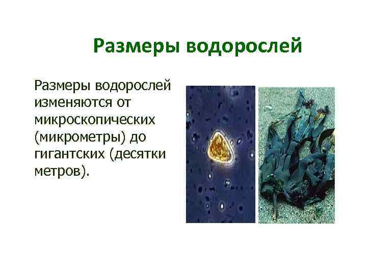 Размеры водорослей изменяются от микроскопических (микрометры) до гигантских (десятки метров). 