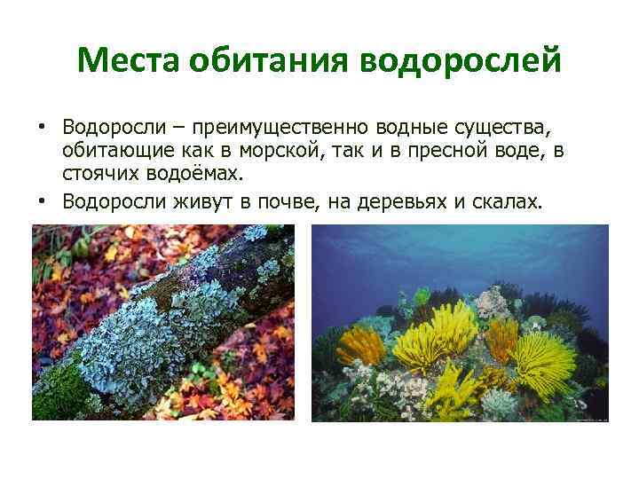 Места обитания водорослей • Водоросли – преимущественно водные существа, обитающие как в морской, так