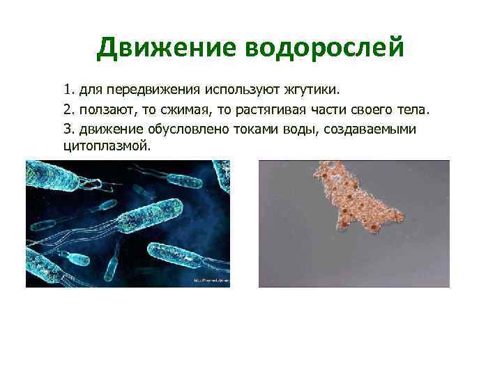 Движение водорослей 1. для передвижения используют жгутики. 2. ползают, то сжимая, то растягивая части