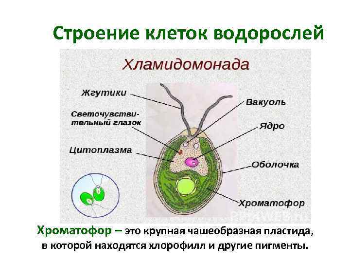 Строение клеток водорослей Хроматофор – это крупная чашеобразная пластида, в которой находятся хлорофилл и