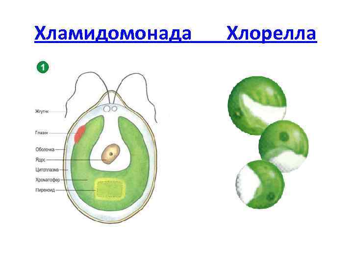 Хламидомонада Хлорелла 