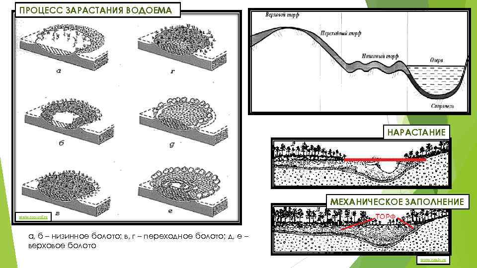 Схема зарастания озера