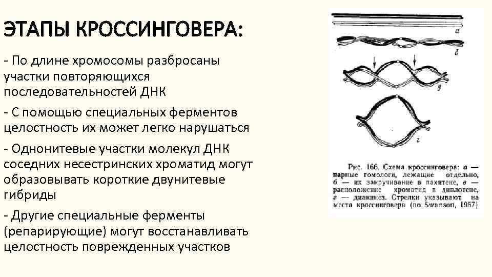 ЭТАПЫ КРОССИНГОВЕРА: - По длине хромосомы разбросаны участки повторяющихся последовательностей ДНК - С помощью