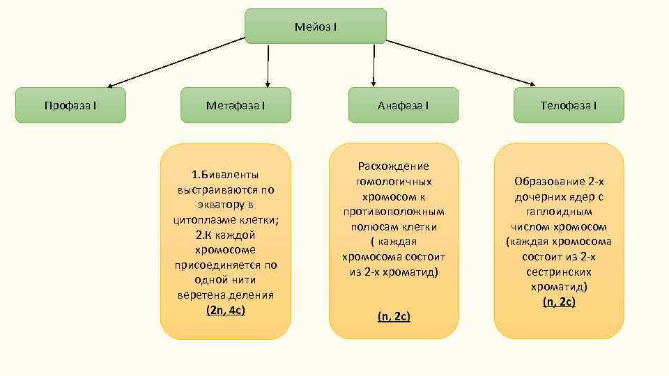 Мейоз I Профаза I Метафаза I 1. Биваленты выстраиваются по экватору в цитоплазме клетки;