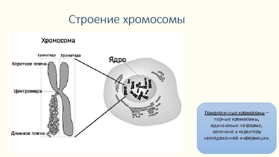 Строение хромосомы Гомологичные хромосомы – парные хромосомы, одинаковые по форме, величине и характеру наследованной