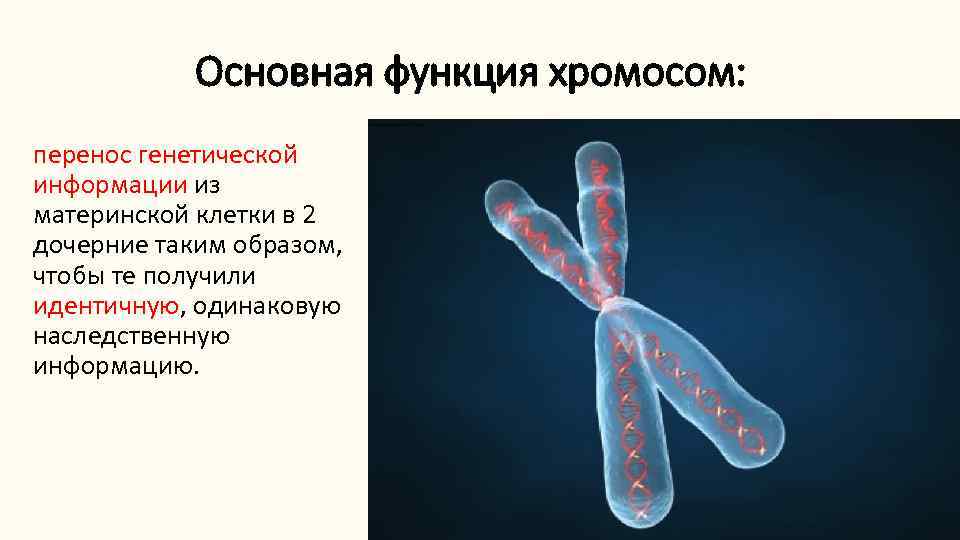 Основная функция хромосом: перенос генетической информации из материнской клетки в 2 дочерние таким образом,
