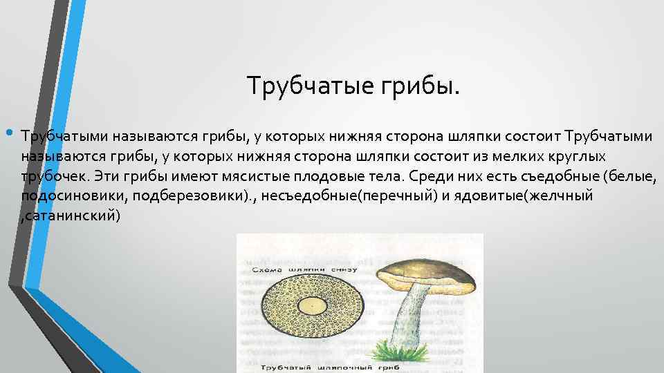 Различие трубчатых грибов. Трубчатый гриб шляпка липкая. Трубчатая шляпка гриба. Шляпка трубчатого гриба с нижней стороны. Как называется нижняя часть шляпки гриба.