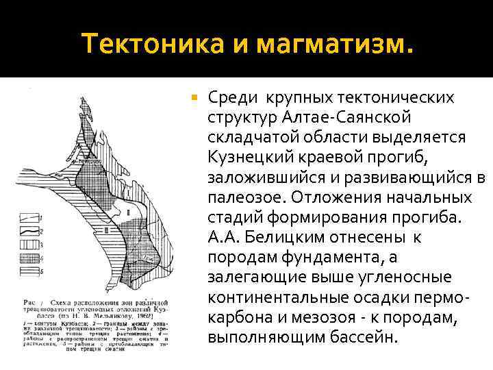 Тектоника и магматизм. Среди крупных тектонических структур Алтае Саянской складчатой области выделяется Кузнецкий краевой