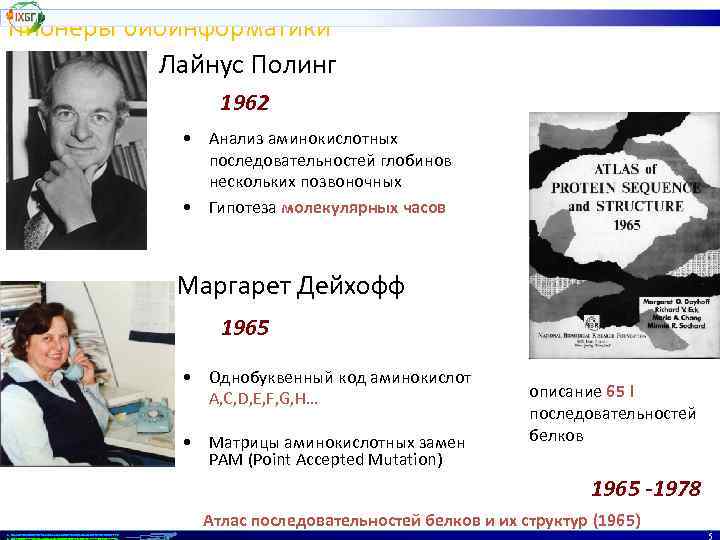 Пионеры биоинформатики Лайнус Полинг 1962 • Анализ аминокислотных последовательностей глобинов нескольких позвоночных • Гипотеза