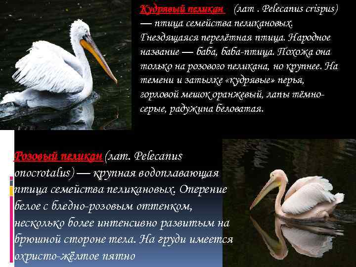 Кудрявый пеликан (лат. Pelecanus crispus) — птица семейства пеликановых. Гнездящаяся перелётная птица. Народное название