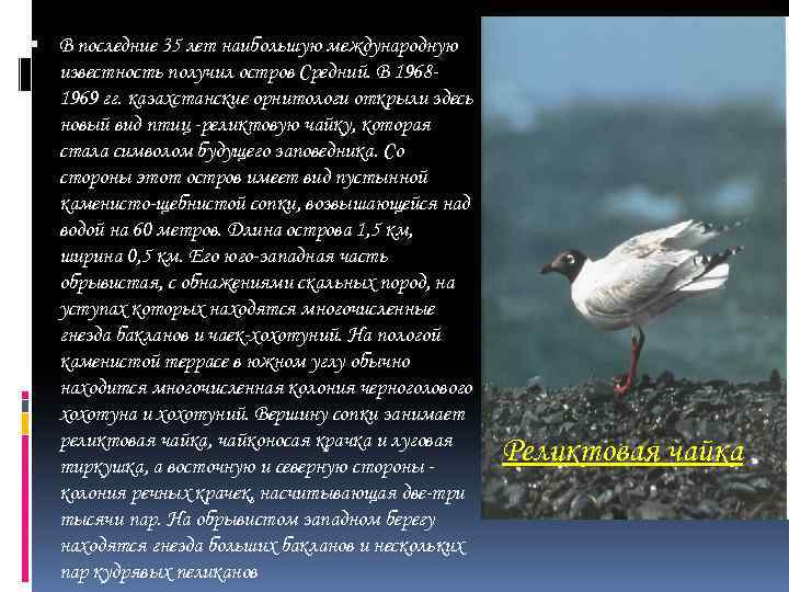  В последние 35 лет наибольшую международную известность получил остров Средний. В 19681969 гг.