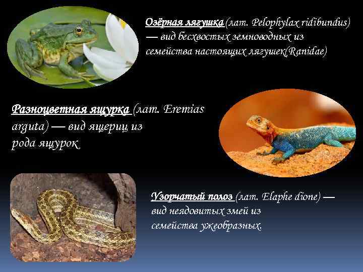 Озёрная лягушка (лат. Pelophylax ridibundus) — вид бесхвостых земноводных из семейства настоящих лягушек(Ranidae) Разноцветная