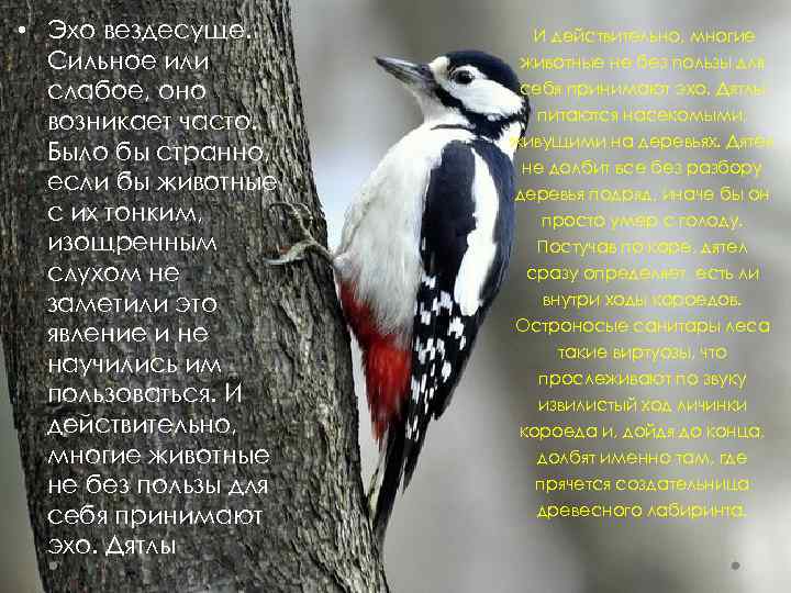  • Эхо вездесуще. Сильное или слабое, оно возникает часто. Было бы странно, если