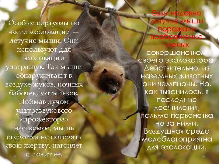 Особые виртуозы по части эхолокации — летучие мыши. Они используют для эхолокации ультразвук. Так