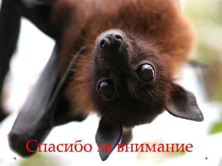 Спасибо за внимание 