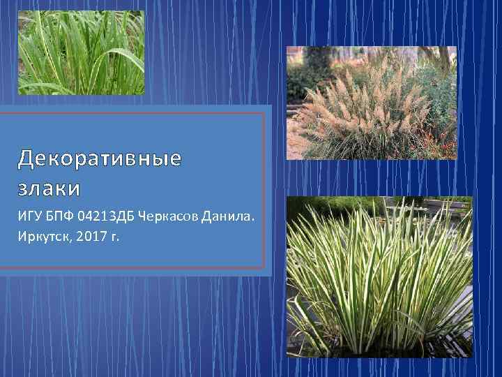 Декоративные злаки ИГУ БПФ 04213 ДБ Черкасов Данила. Иркутск, 2017 г. 