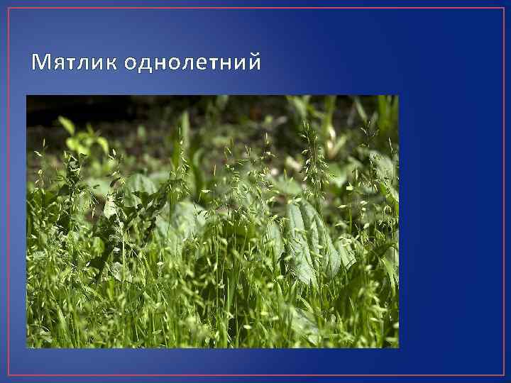 Мятлик однолетний 