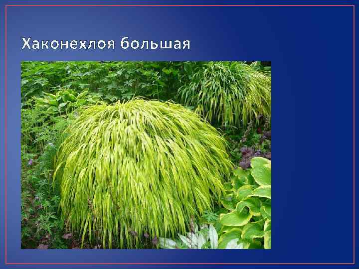 Хаконехлоя большая 