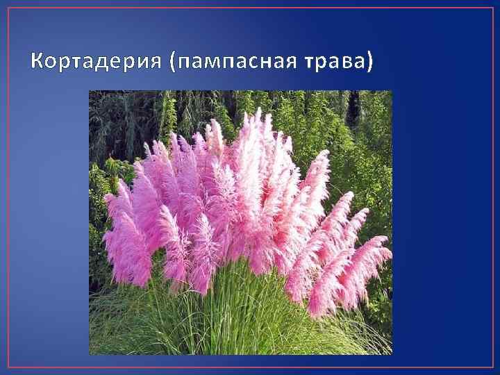 Кортадерия (пампасная трава) 
