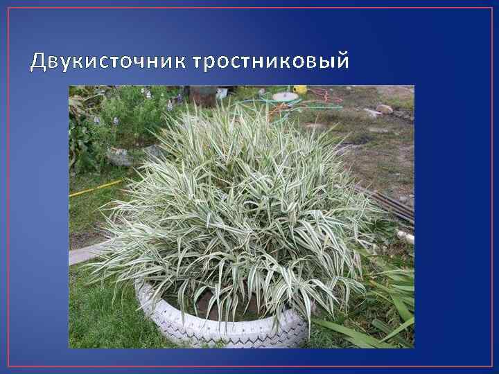 Двукисточник тростниковый 