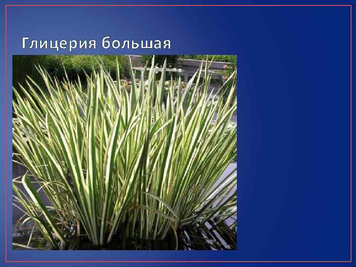 Глицерия большая 