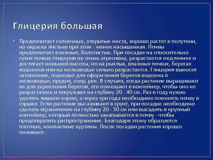 Глицерия большая • Предпочитает солнечные, открытые места, хорошо растет в полутени, но окраска листьев