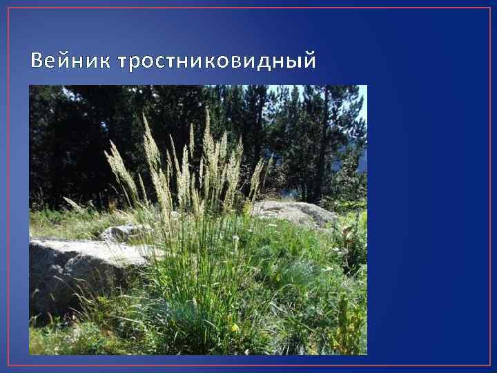 Вейник тростниковидный 