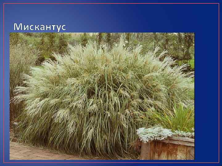 Мискантус 