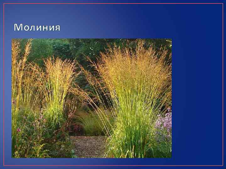Молиния 