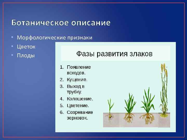 Ботаническое описание • Морфологические признаки • Цветок • Плоды 