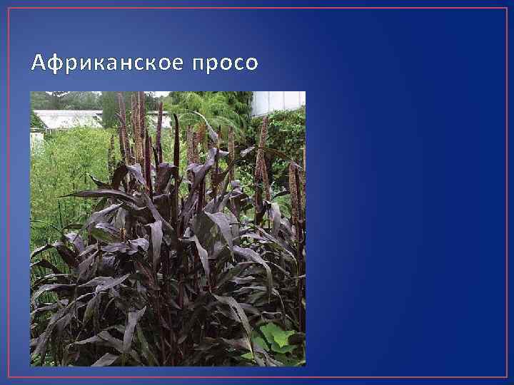 Африканское просо 