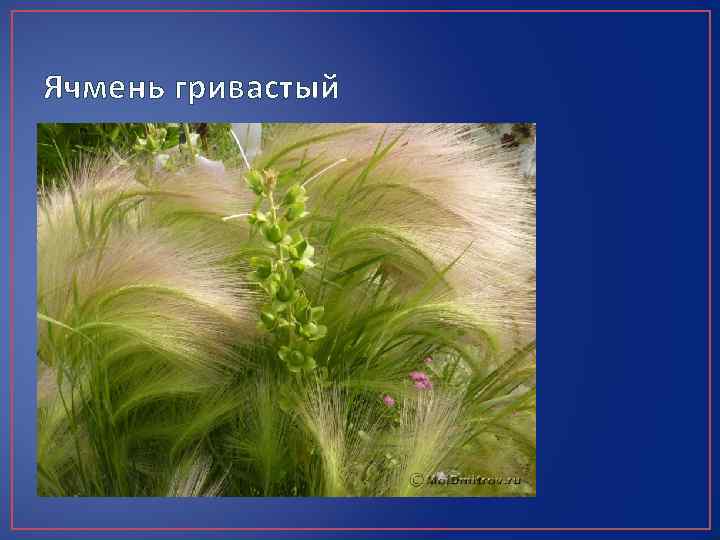 Ячмень гривастый 