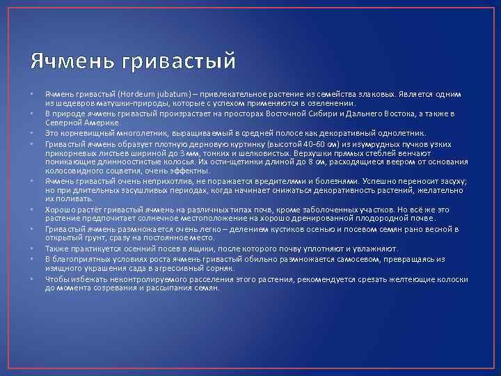 Ячмень гривастый • • • Ячмень гривастый (Hordeum jubatum) – привлекательное растение из семейства