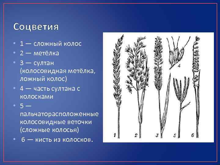 Соцветия • 1 — сложный колос • 2 — метёлка • 3 — султан
