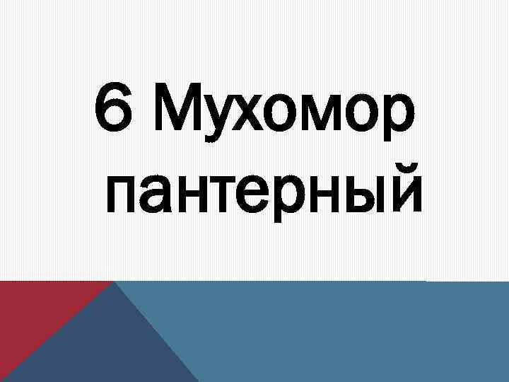 6 Мухомор пантерный 