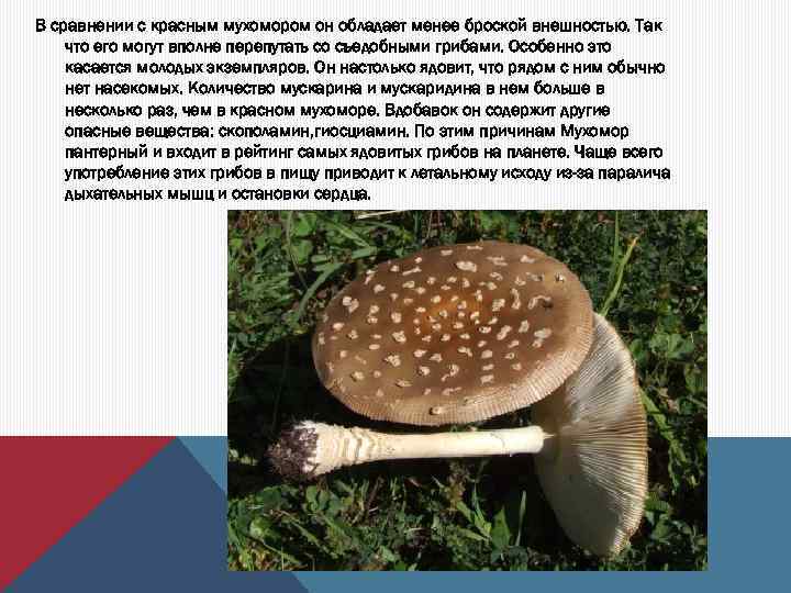 В сравнении с красным мухомором он обладает менее броской внешностью. Так что его могут