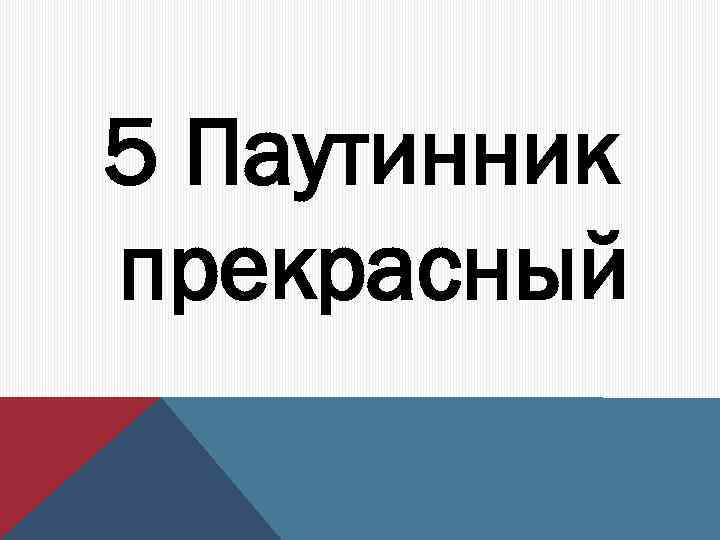 5 Паутинник прекрасный 