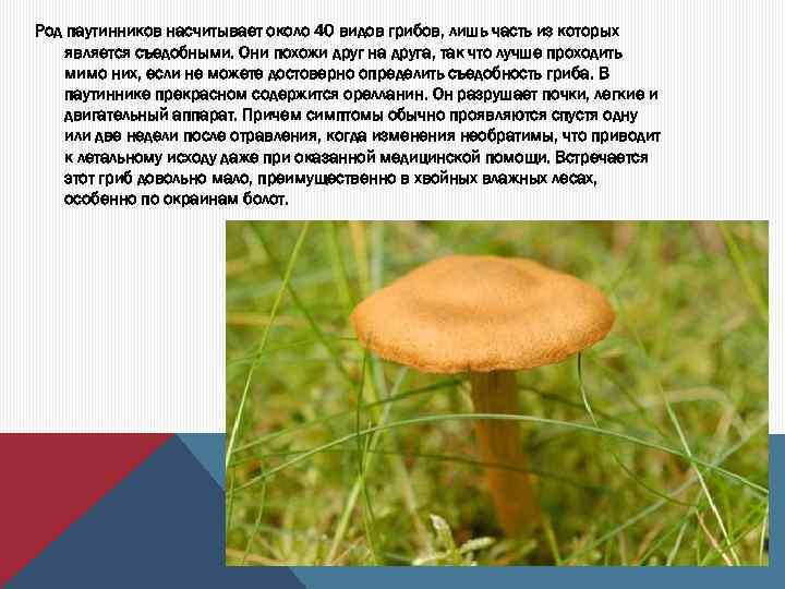 Род паутинников насчитывает около 40 видов грибов, лишь часть из которых является съедобными. Они