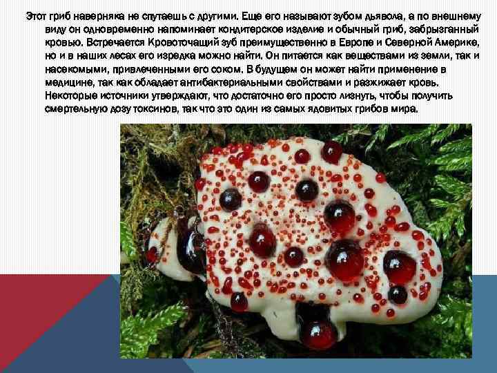 Этот гриб наверняка не спутаешь с другими. Еще его называют зубом дьявола, а по