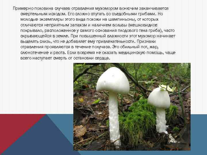 Примерно половина случаев отравления мухомором вонючим заканчивается смертельным исходом. Его сложно спутать со съедобными