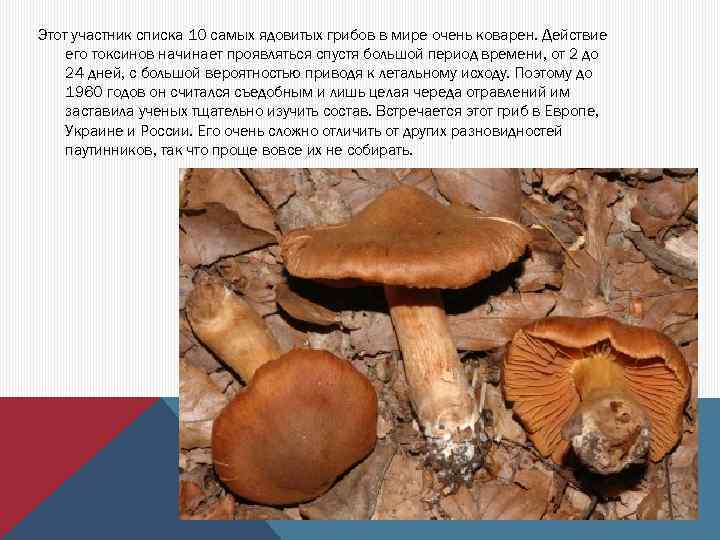 Этот участник списка 10 самых ядовитых грибов в мире очень коварен. Действие его токсинов