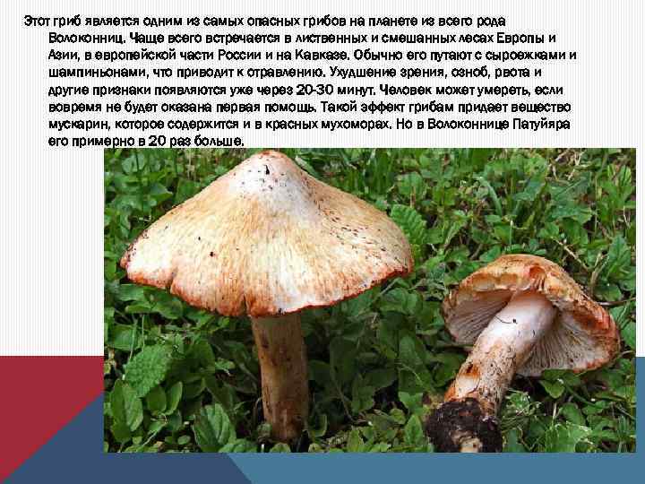 Этот гриб является одним из самых опасных грибов на планете из всего рода Волоконниц.