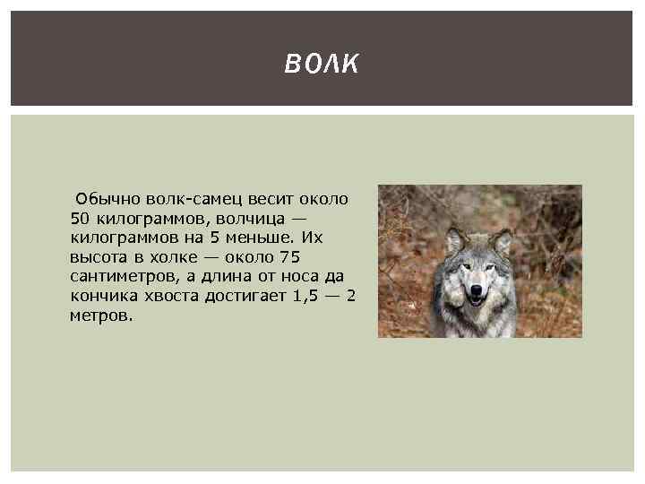 Какой тип питания характерен для волка обыкновенного изображенного на рисунке