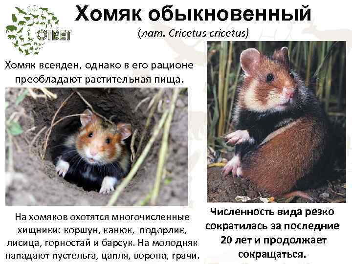Хомяк обыкновенный (лат. Cricetus cricetus) Хомяк всеяден, однако в его рационе преобладают растительная пища.