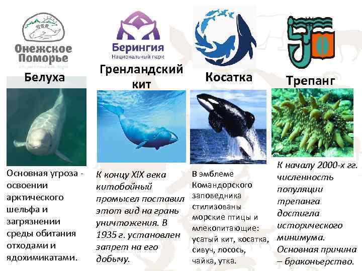 Белуха Основная угроза освоении арктического шельфа и загрязнении среды обитания отходами и ядохимикатами. Гренландский