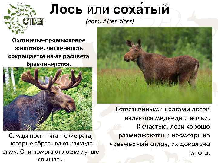 Лось или соха тый (лат. Alces alces) Охотничье-промысловое животное, численность сокращается из-за расцвета браконьерства.