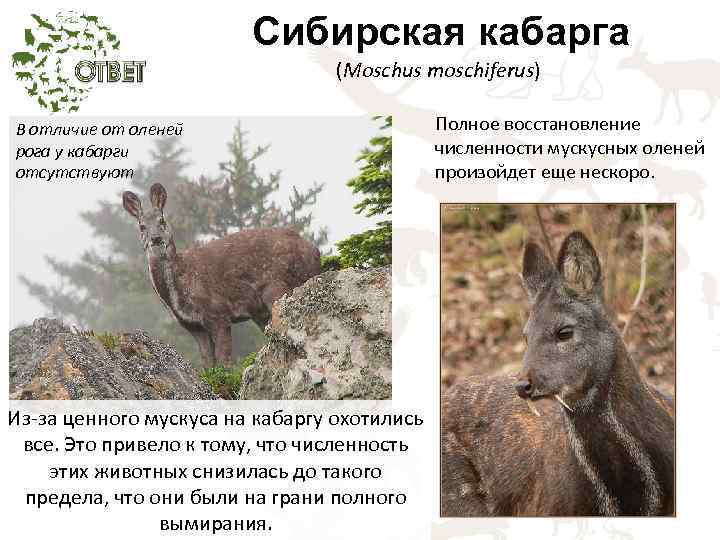 Сибирская кабарга (Moschus moschiferus) В отличие от оленей рога у кабарги отсутствуют Из за