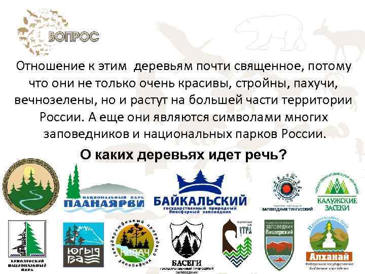 Отношение к этим деревьям почти священное, потому что они не только очень красивы, стройны,