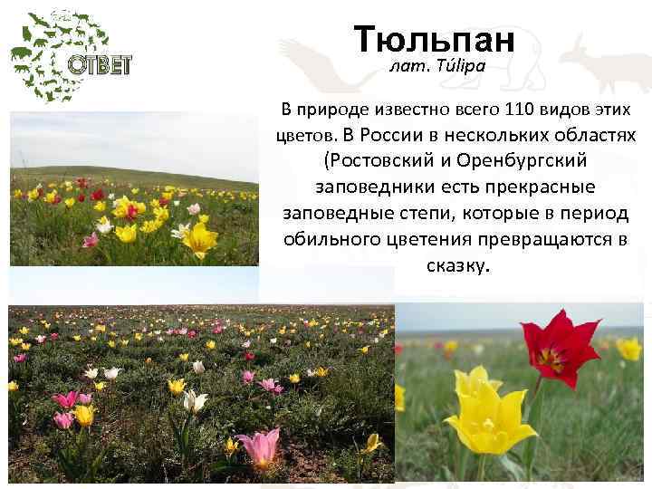 Тюльпан лат. Túlipa В природе известно всего 110 видов этих цветов. В России в